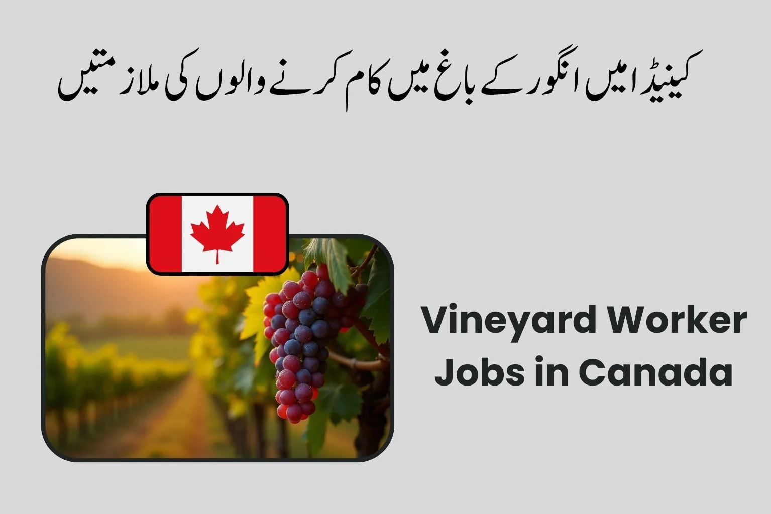 Vineyard Worker Jobs in Canada